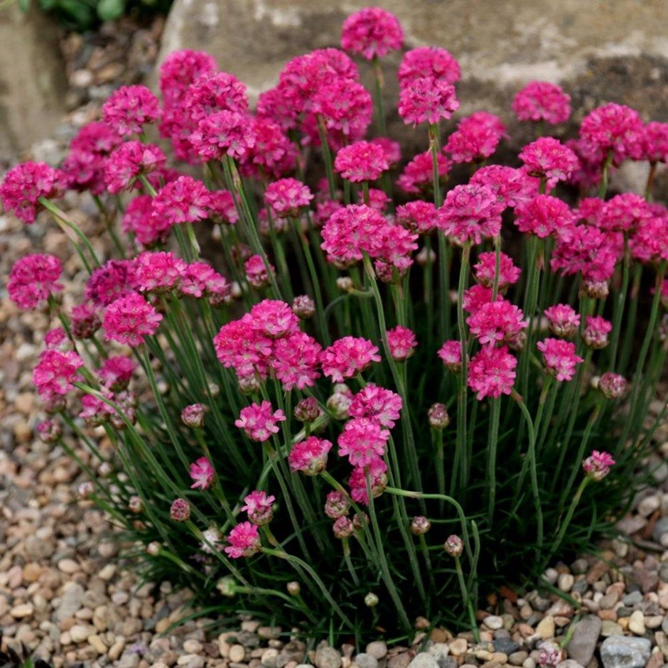 Limba peștelui roz - Armeria maritima Abbey Deep Rose - DocaPerene