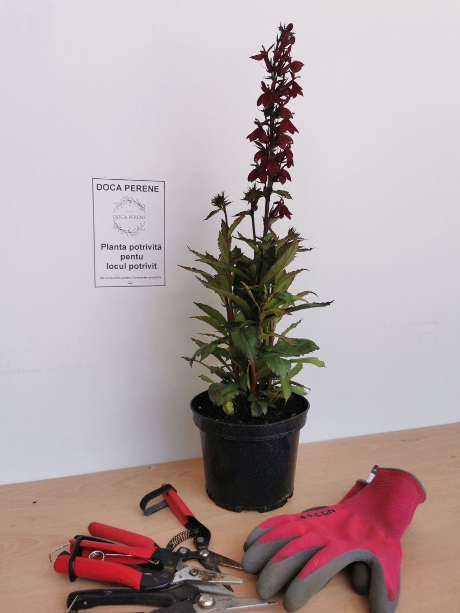 Lobelia perenă - Lobelia speciosa Starship Burgundy - DocaPerene