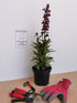 Lobelia perenă - Lobelia speciosa Starship Burgundy - DocaPerene