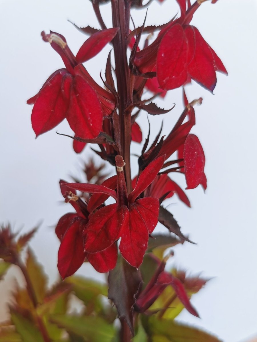 Lobelia perenă - Lobelia speciosa Starship Burgundy - DocaPerene