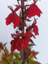 Lobelia perenă - Lobelia speciosa Starship Burgundy - DocaPerene