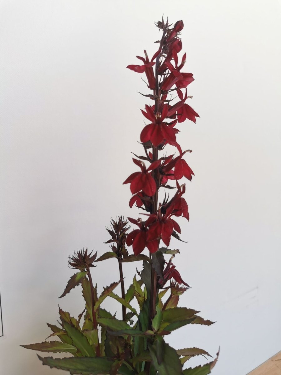 Lobelia perenă - Lobelia speciosa Starship Burgundy - DocaPerene