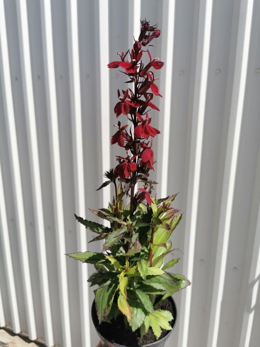 Lobelia perenă - Lobelia speciosa Starship Burgundy - DocaPerene