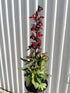 Lobelia perenă - Lobelia speciosa Starship Burgundy - DocaPerene