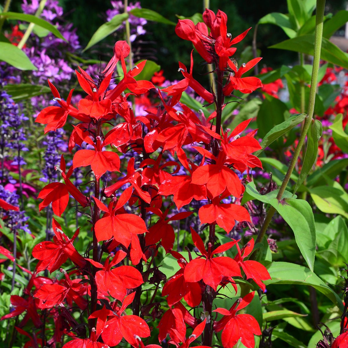 Lobelia perenă roșie - Lobelia speciosa Starship Scarlet - DocaPerene