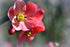 Gutui japonez roșu - Chaenomeles sp. Red Hybrid