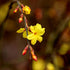 Iasomia de Iarnă - Jasminum nudiflorum