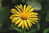Margarete orientale - Doronicum orientale Leonardo™ Compact