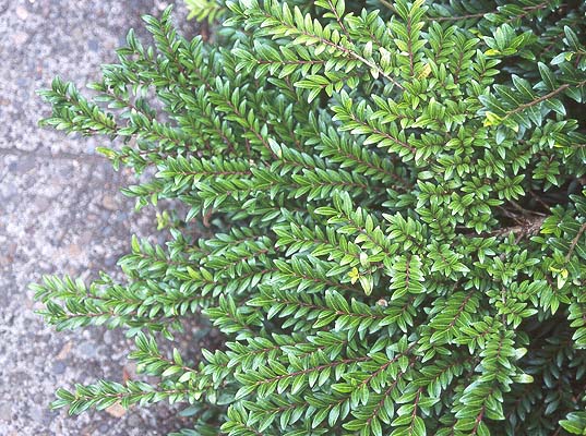 Caprifoi Târâtor - Lonicera Pileata