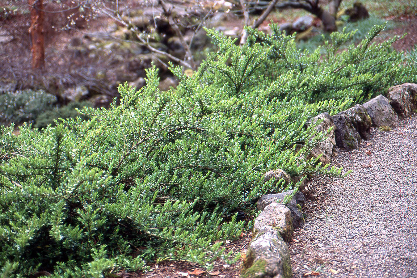 Caprifoi târâtor - Lonicera pileata