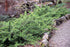 Caprifoi Târâtor - Lonicera Pileata