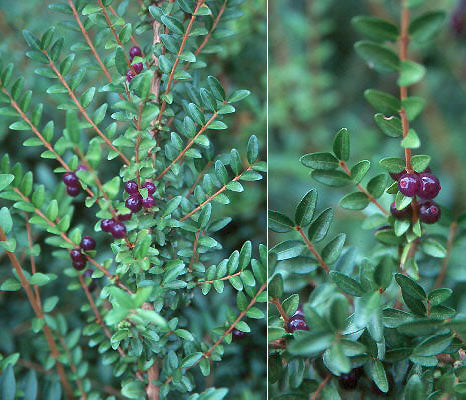 Caprifoi târâtor - Lonicera pileata