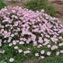Luminița nopții - Oenothera speciosa 'Siskiyou' - DocaPerene