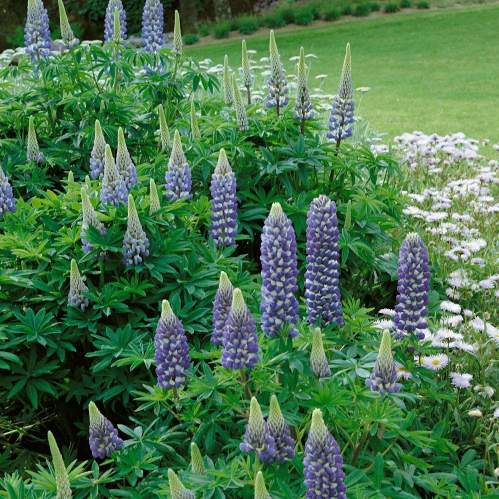 Lupin - Lupinus polyphyllus 'Legendary Blue Shades' - DocaPerene