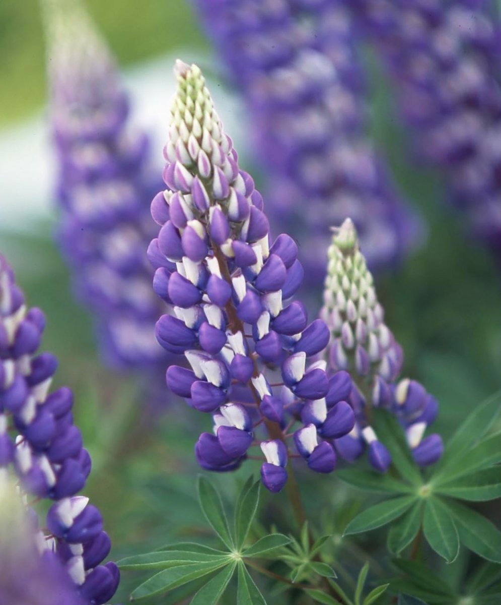 Lupin - Lupinus polyphyllus 'Legendary Blue Shades' - DocaPerene