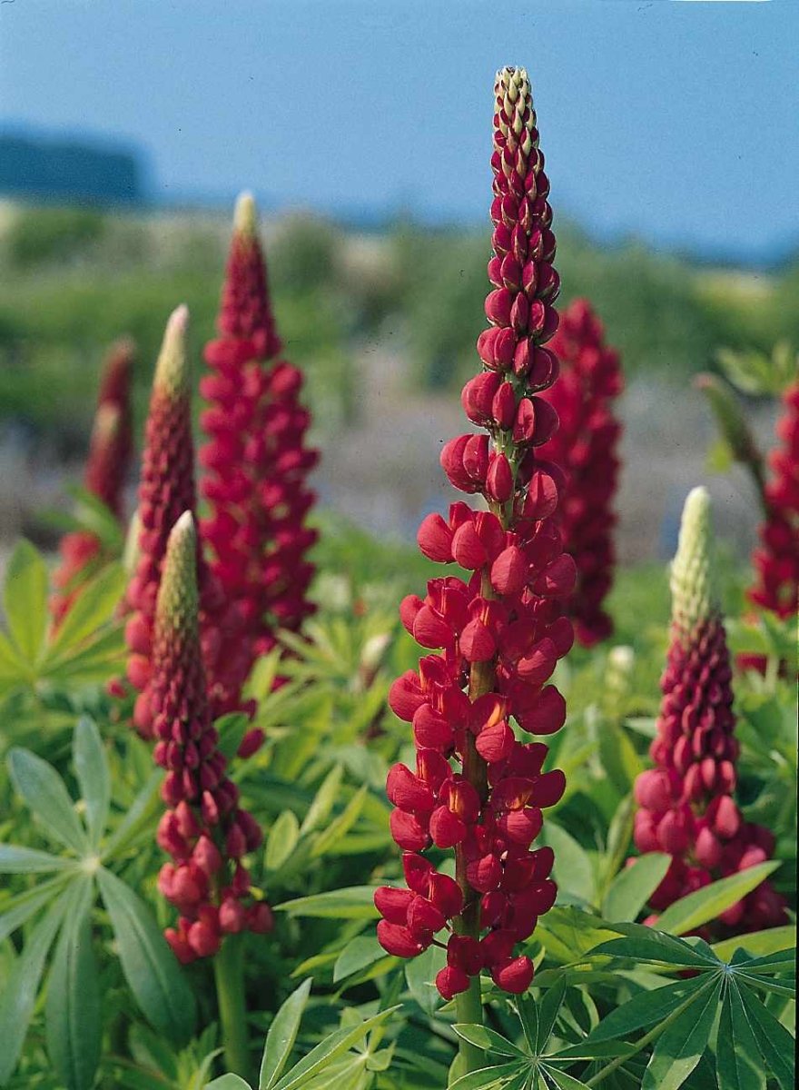 Lupin - Lupinus polyphyllus 'Legendary Red Shades' - DocaPerene