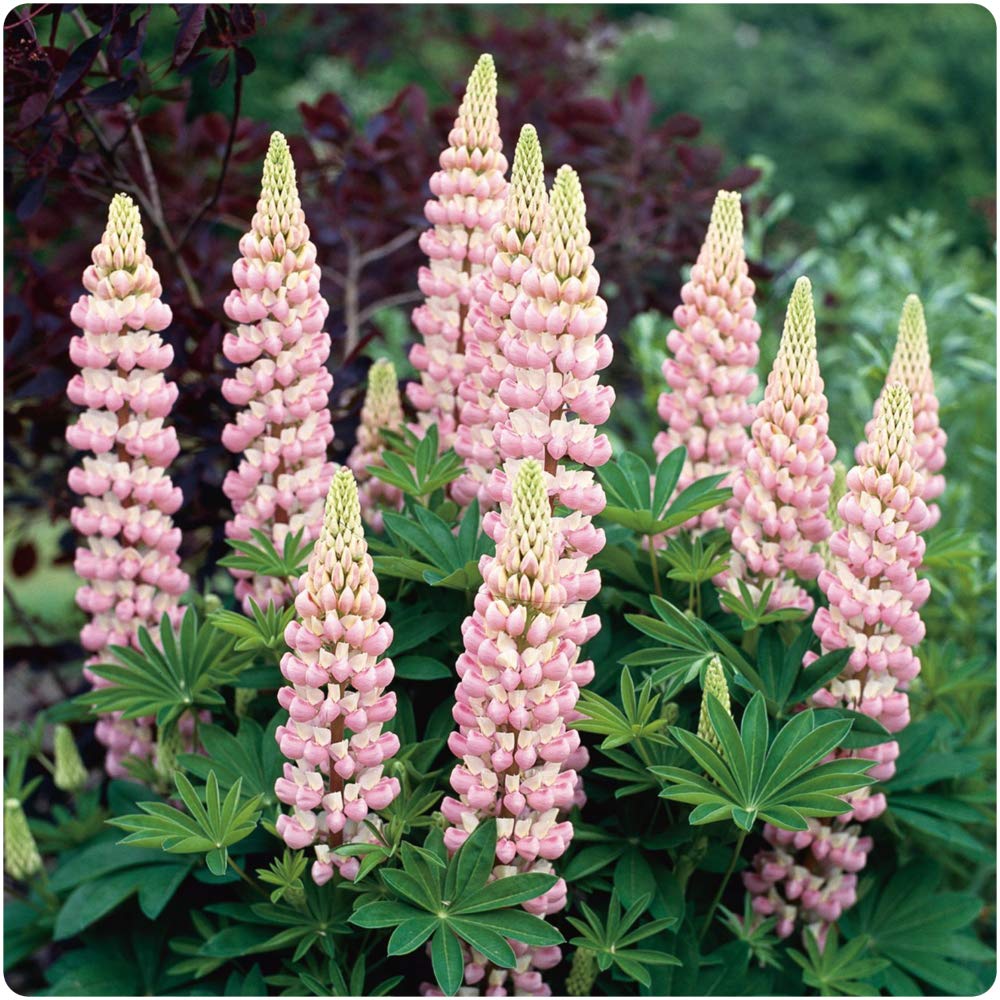 Lupin - Lupinus polyphyllus 'Legendary Rose Shades' - DocaPerene
