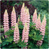 Lupin - Lupinus polyphyllus 'Legendary Rose Shades' - DocaPerene