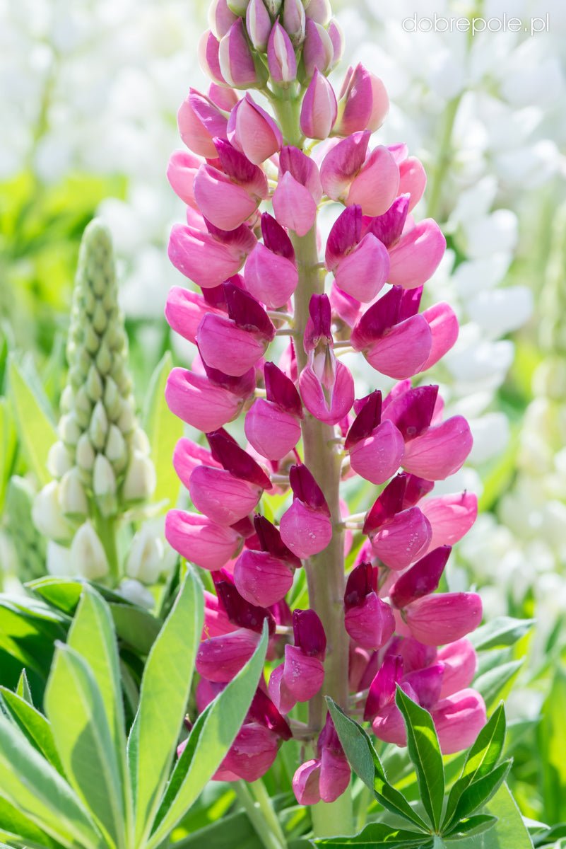 Lupin - Lupinus polyphyllus 'Legendary Rose Shades' - DocaPerene