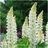 Lupin - Lupinus polyphyllus 'Legendary White Shades' - DocaPerene