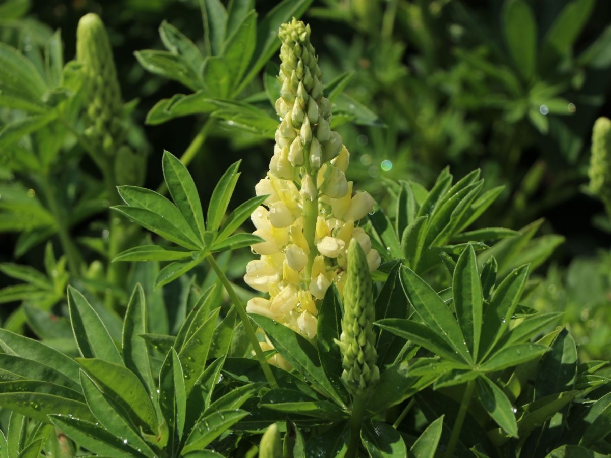 Lupin - Lupinus polyphyllus 'Legendary Yellow Shades' - DocaPerene