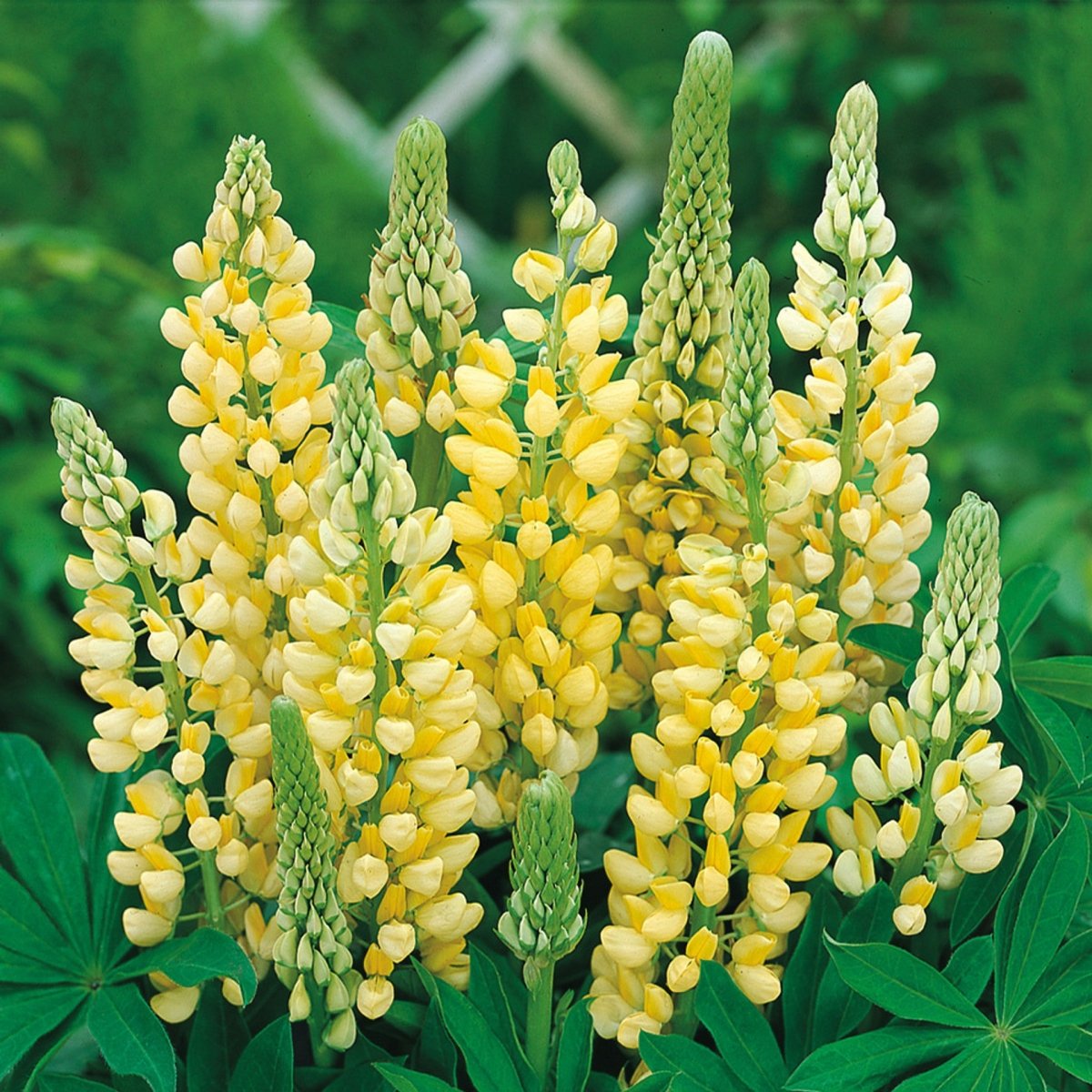 Lupin - Lupinus polyphyllus 'Legendary Yellow Shades' - DocaPerene