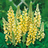 Lupin - Lupinus polyphyllus 'Legendary Yellow Shades' - DocaPerene