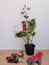 Lupin - Lupinus polyphyllus 'Legendary Red Shades'