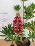 Lupin - Lupinus polyphyllus 'Legendary Red Shades'