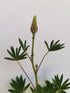 Lupin - Lupinus polyphyllus 'Legendary Red Shades'