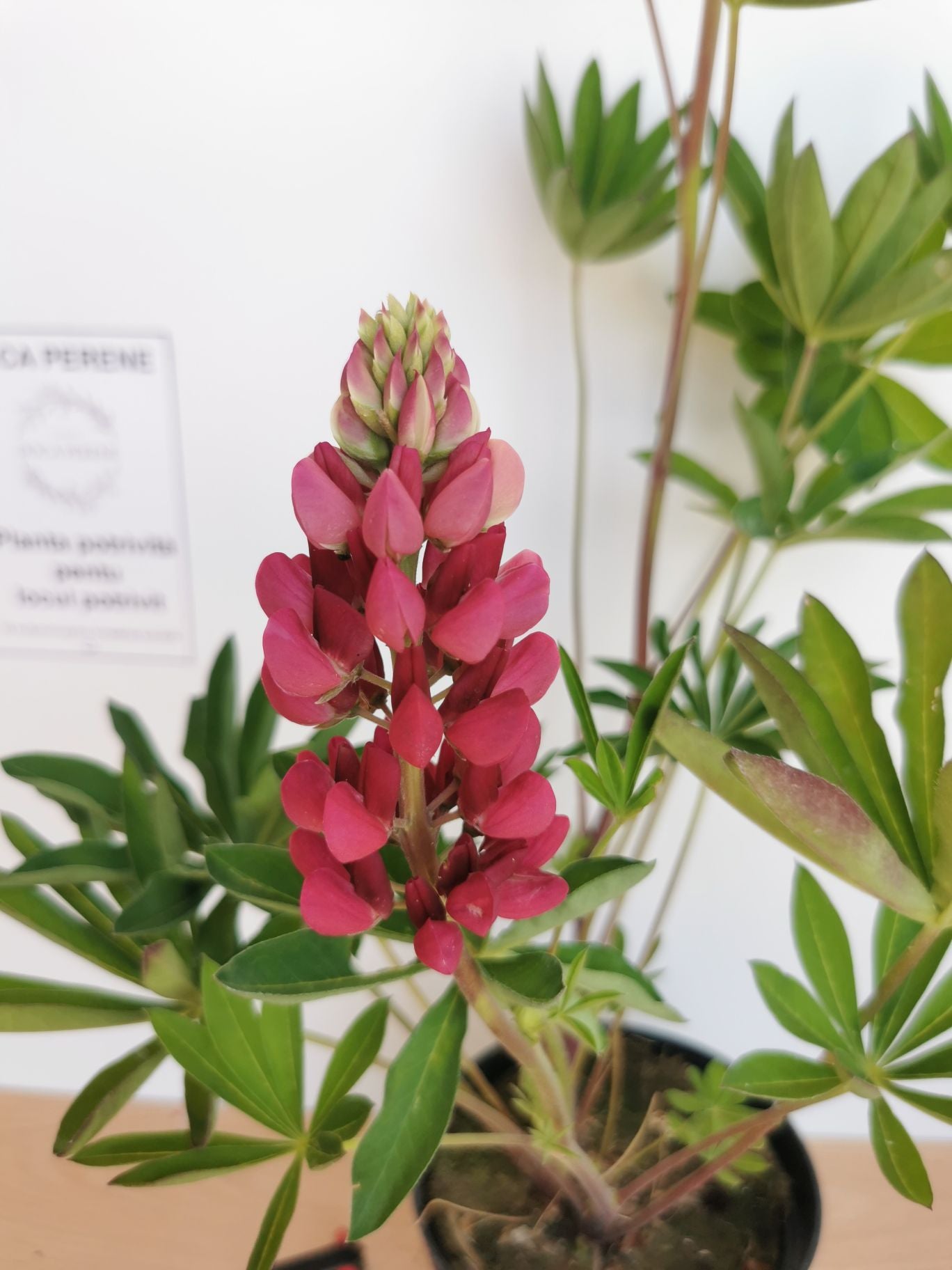 Lupin - Lupinus polyphyllus 'Legendary Red Shades'