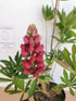 Lupin - Lupinus polyphyllus 'Legendary Red Shades'