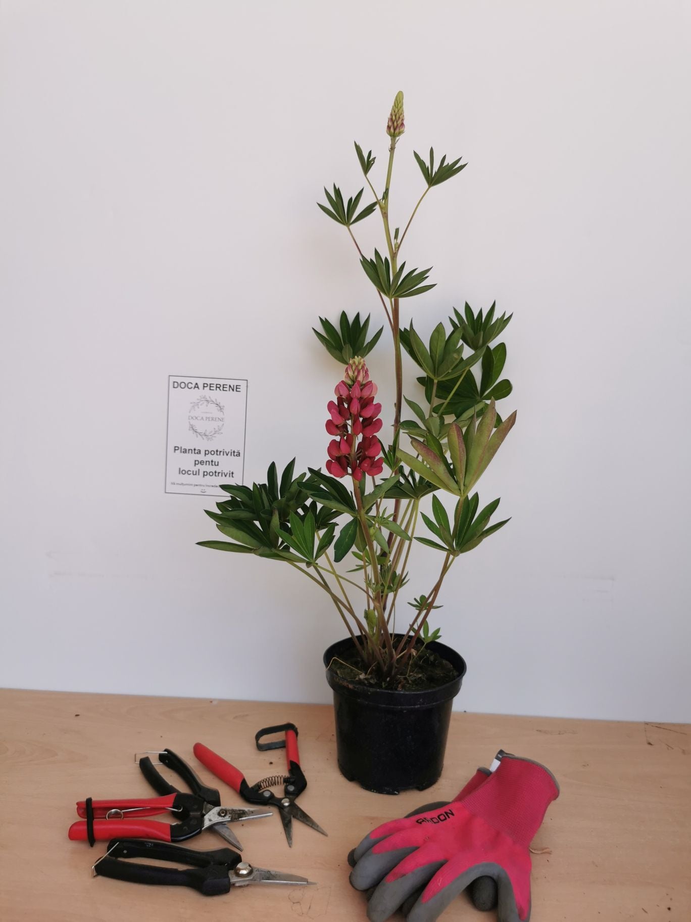 Lupin - Lupinus polyphyllus 'Legendary Red Shades'