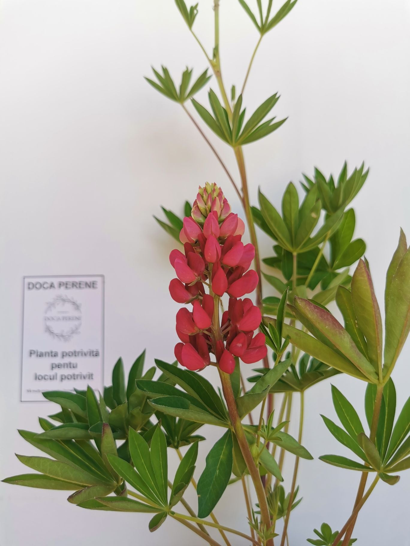 Lupin - Lupinus polyphyllus 'Legendary Red Shades'