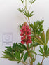 Lupin - Lupinus polyphyllus 'Legendary Red Shades'
