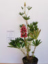 Lupin - Lupinus polyphyllus 'Legendary Red Shades'