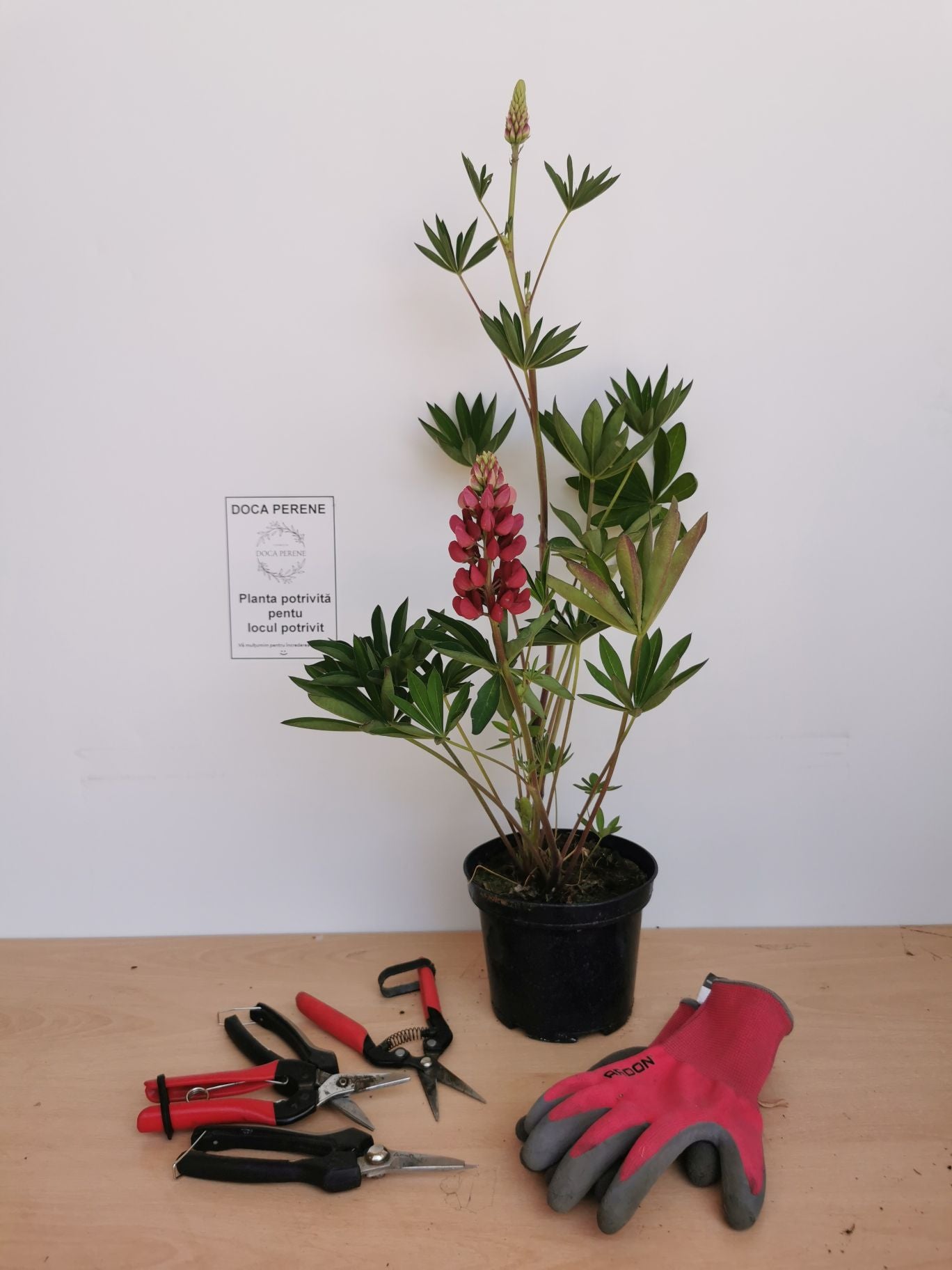 Lupin - Lupinus polyphyllus 'Legendary Red Shades'