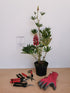 Lupin - Lupinus polyphyllus 'Legendary Red Shades'