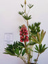 Lupin - Lupinus polyphyllus 'Legendary Red Shades'