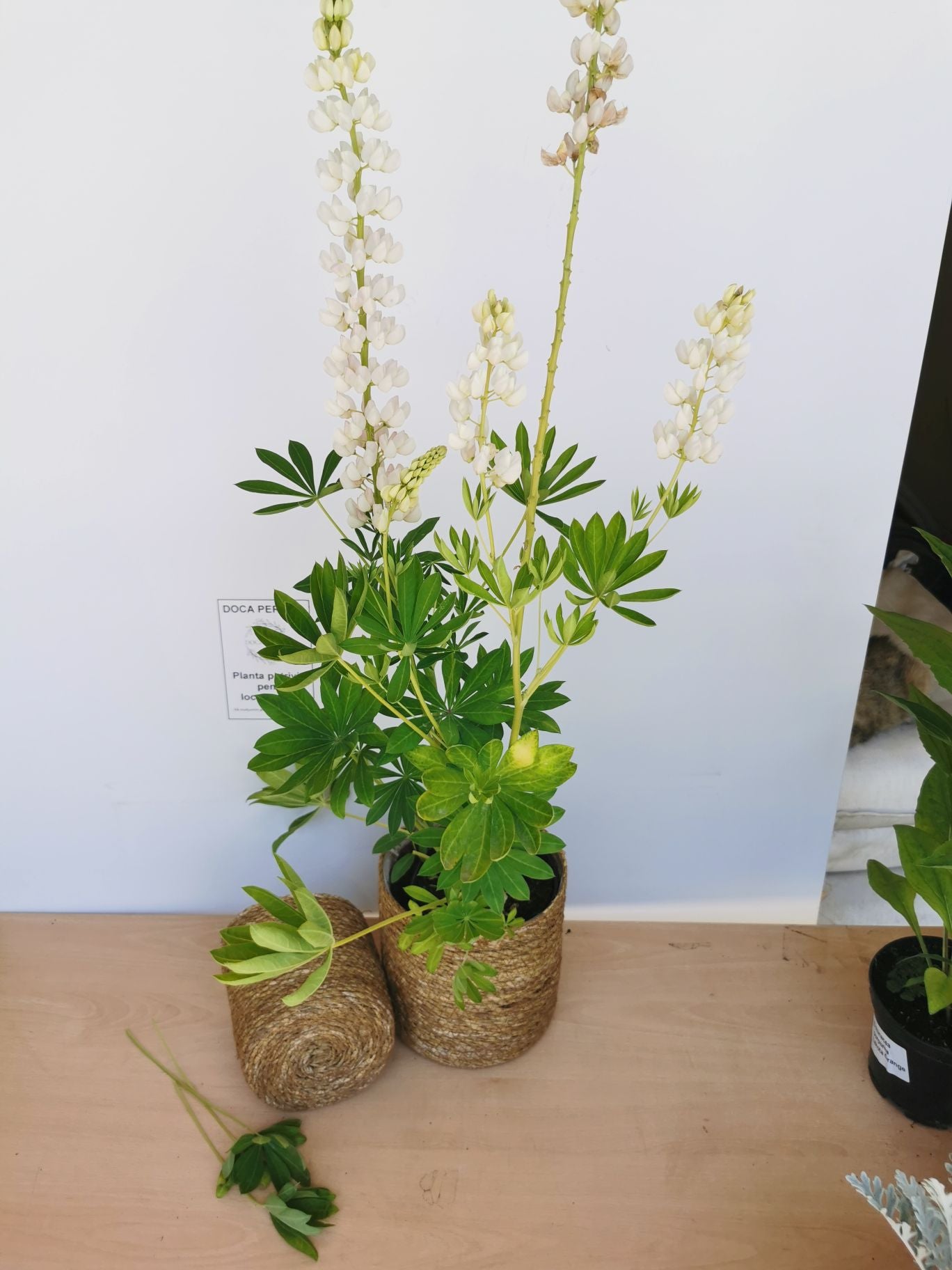 Lupin - Lupinus polyphyllus 'Legendary White Shades'