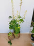 Lupin - Lupinus polyphyllus 'Legendary White Shades'