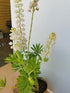 Lupin - Lupinus polyphyllus 'Legendary White Shades'