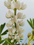 Lupin - Lupinus polyphyllus 'Legendary White Shades'