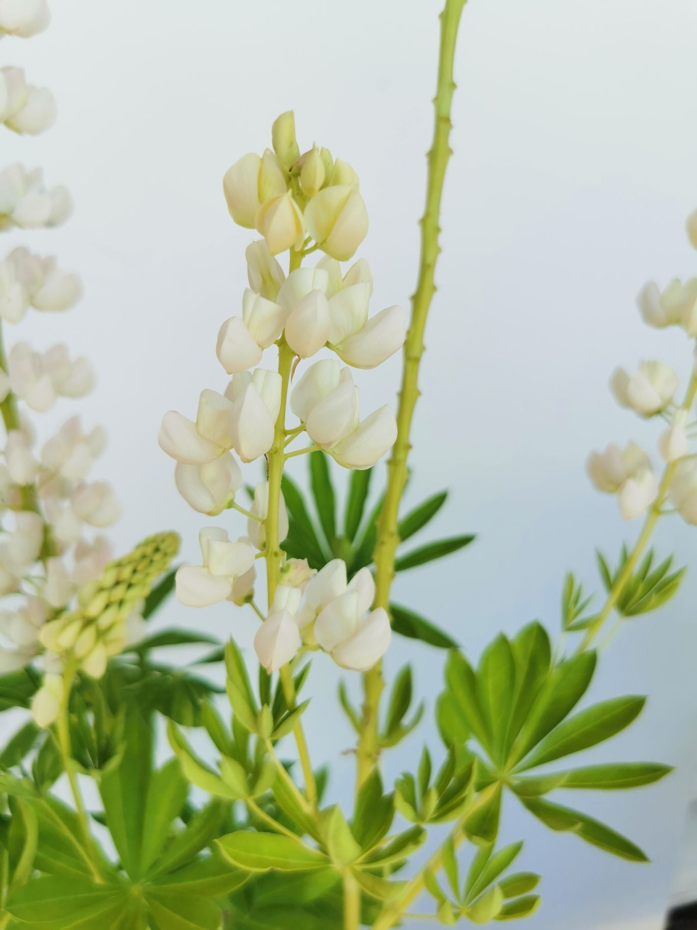 Lupin - Lupinus polyphyllus 'Legendary White Shades'
