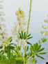 Lupin - Lupinus polyphyllus 'Legendary White Shades'