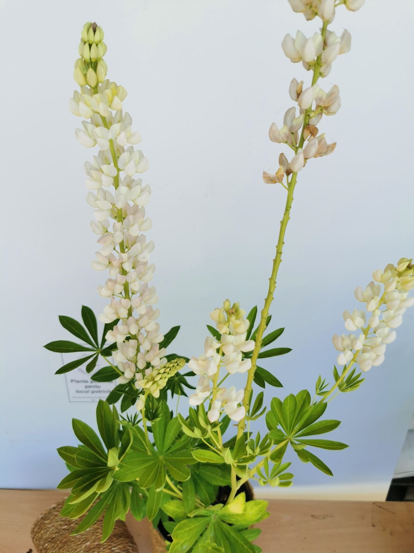 Lupin - Lupinus polyphyllus 'Legendary White Shades'