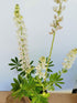 Lupin - Lupinus polyphyllus 'Legendary White Shades'