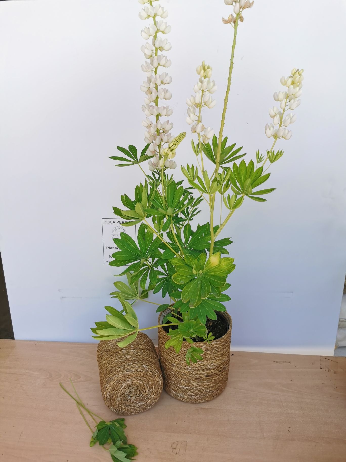 Lupin - Lupinus polyphyllus 'Legendary White Shades'