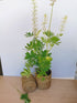 Lupin - Lupinus polyphyllus 'Legendary White Shades'