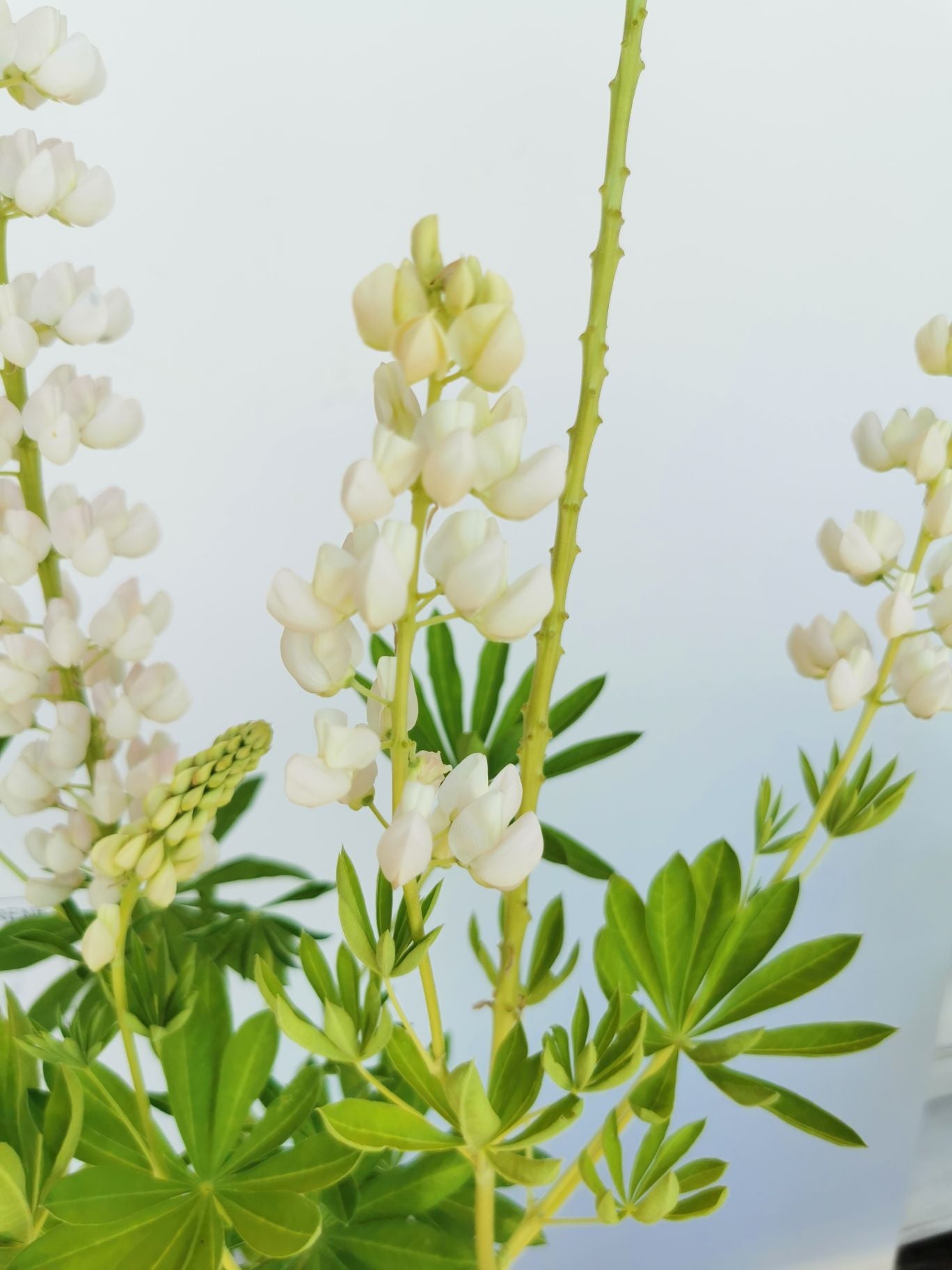 Lupin - Lupinus polyphyllus 'Legendary White Shades'